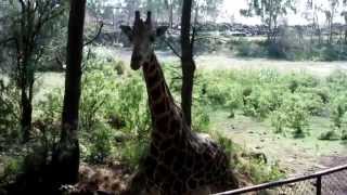 preview picture of video 'Giraffe im Haller Park  (Bamburi) Mombasa Kenia'