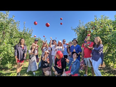 📍Carl Laidlaw Orchards | Liway RG #travel #localtravel #ontario #canada #applepicking #apple🍏 🍎