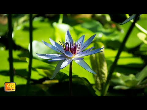 peaceful flower relaxing music | relaxing soothing | calming nature relaxing instrumental music