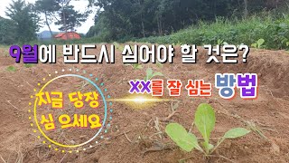 9월에 심어야할 작물 | 가을작물 | 모종 잘 심는법 | 작물 잘 심는 방법