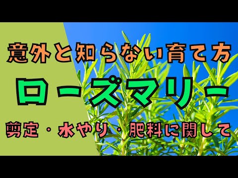 ローズマリーの葉が茶色になるのはなぜですか?最も一般的な 5 つの原因と植物を救うためのヒント  庭園