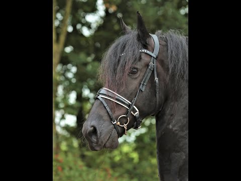 Stal Okkema's Nath - Sake x Teunis - gelding - 2012 - 1.68m
