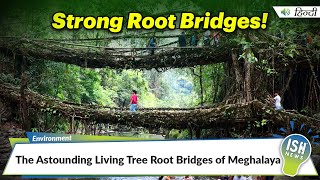 The Astounding Living Tree Root Bridges of Meghalaya