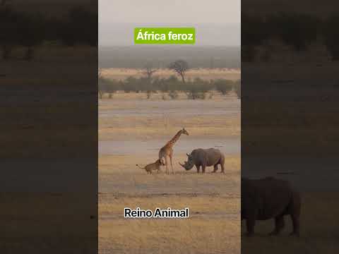 mundo feroz, África selvagem #mundoanimal