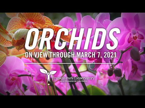 Orchids Virtual Experience