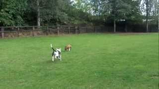 preview picture of video 'American Bull dog  Busta and Staffie bitch Diesel play fighting.'