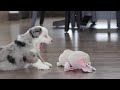 Miniature Australian Shepherd dogs for sale: Abby - Video 1