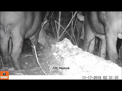 Saleiro bom de bicho - Parte 03