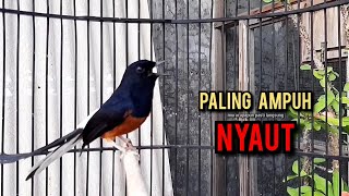 Download lagu murai batu gacor AMPUH buat PANCINGAN murai batu agar bunyi JADIKAN burung murai gacor EMOSI mp3 Download lagu murai batu gacor AMPUH buat PANCINGAN murai batu agar bunyi JADIKAN burung murai gacor EMOSI mp3