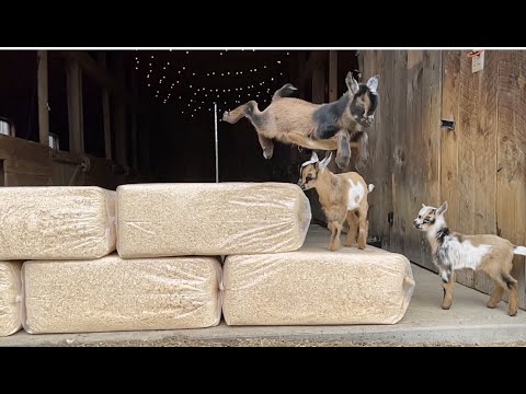 Slow Motion Baby Goat Parkour