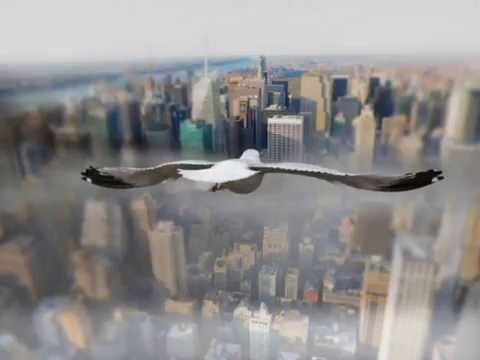 Vaivai Koma - Au regard du monde