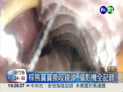 棕熊寶寶撕咬鏡頭 攝影機全記錄