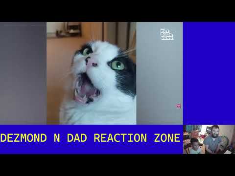 Daddy-N-Dezmond React to funny CAT VIRAL VIDZ
