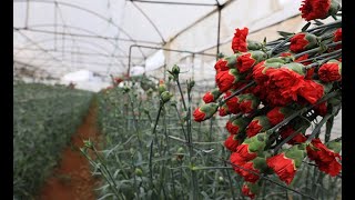 Avrupalı sevgililerin çiçekleri Antalya'dan
