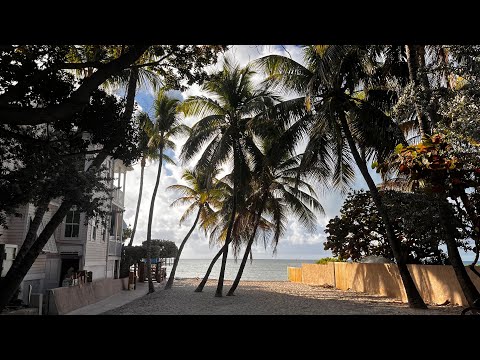 Lone Palm - Jimmy Buffett
