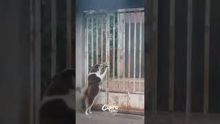 Mira lo que hace este perrito 🐶 #viralvideo