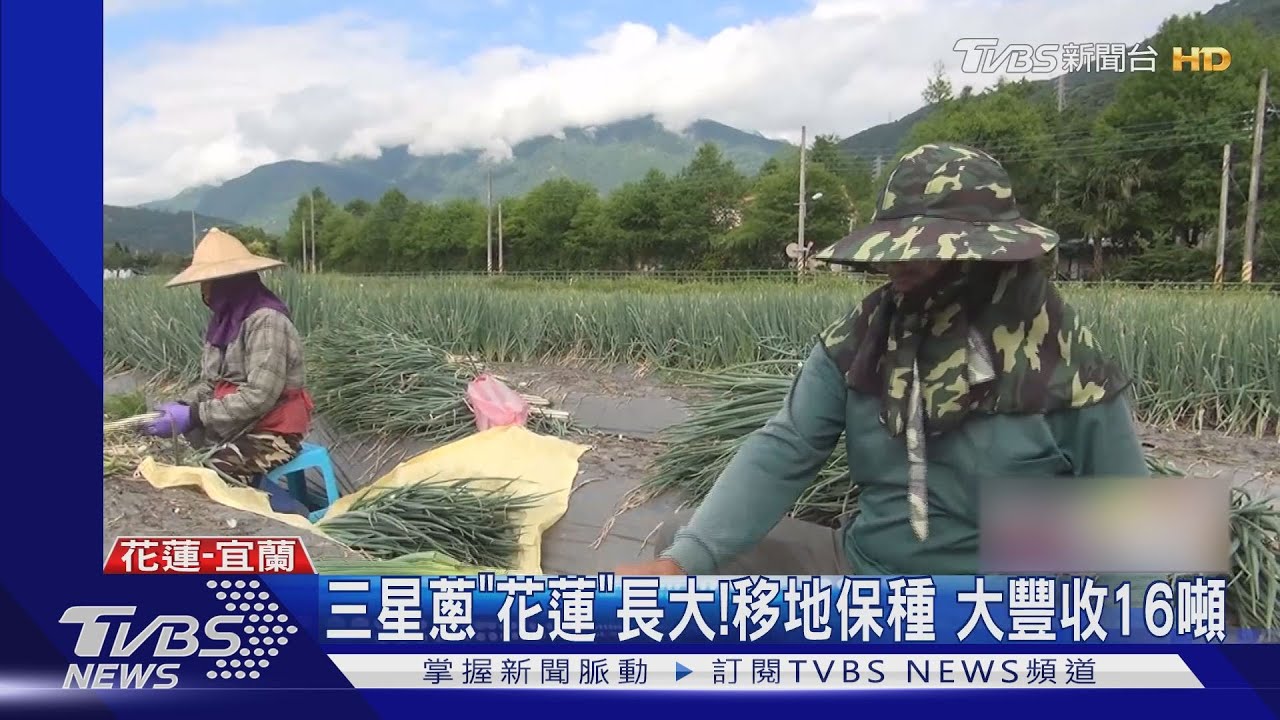 三星蔥「花蓮」長大！移地保種　大豐收16噸
