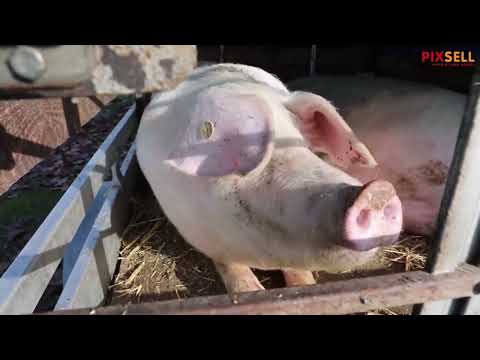 Samoborski sajam i ponuda nakon uvođenja eura