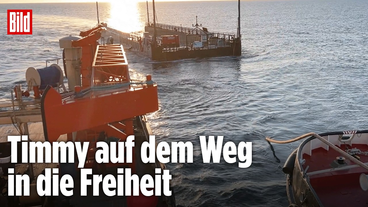 OSTSEE-RETTUNG: Der gestrandete Buckelwal fährt endlich Richtung Atlantik