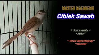 Download lagu MASTERAN CIBLEK SAWAH NGEBREN PANJANG BERJEDA SUARA JERNIH, JELAS mp3