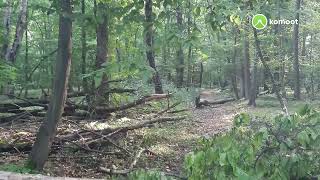 durch den Tannenwald LE NordWest 1 Oktober 2021