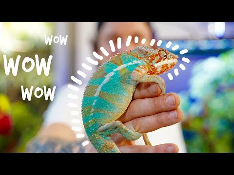 HAVE A CHAMELEON AT HOME!? - TOOPET