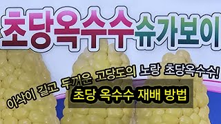 옥수수 재배 방법, 옥수수 씨앗 심기