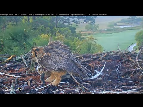 Anhinga Delivered To Great Horned Owl Nest, Female Feeds Owlet – April 7, 2022