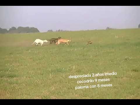  X Ataliva roca la pampa 