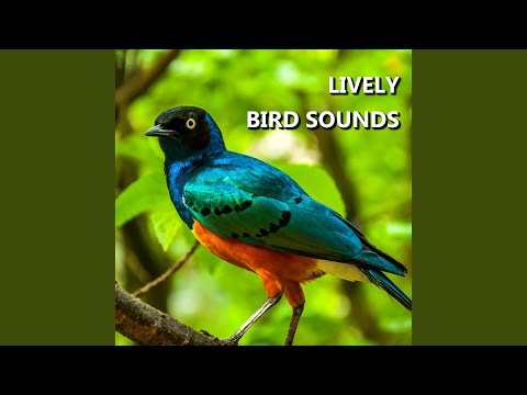 Wonderful Summer Bird Sounds