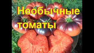 Томат Конфетное дерево описание сорта помидоров характеристики Посадка и выращивание Болезни и вредители Отзывы