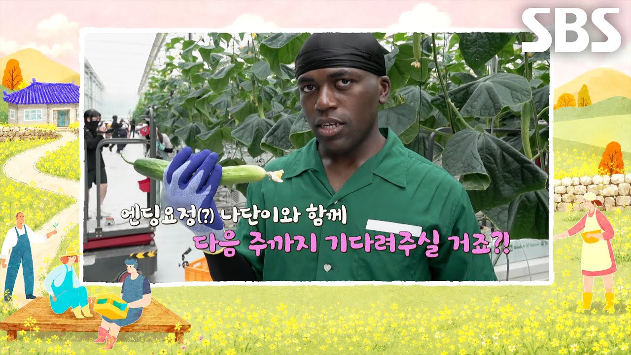 [8월 9일 예고] 진주에서 시작된 오이 따기 최강자 뽑기 ‘프로듀스 5252’↗