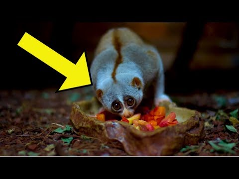 Cute Animals That Can Be DEADLY