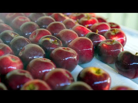 Our State On A Plate - Our Southern Forests & Valleys: Shire of Manjimup #1