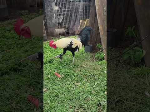 Sweater McGinnis stag 2023