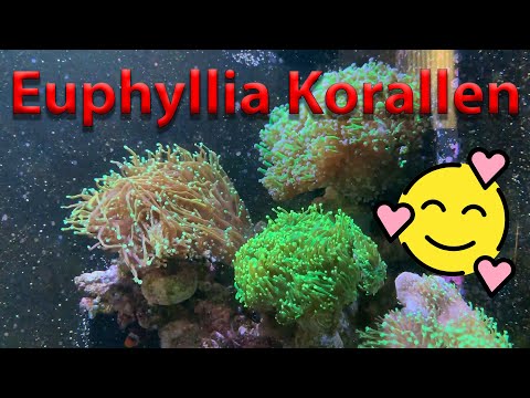 Blue Passion - Was ihr über Euphyllia's wissen müsst