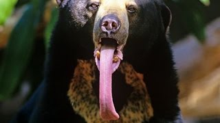 HONEY BEAR! FOOT LONG TONGUE! World’s longest?! (The Honey Loving Sun Bear!)