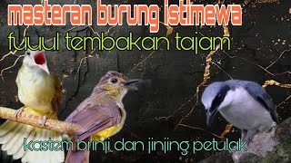 Download lagu Masteran burung fuul tembakan tajam 🔥🔥 mp3