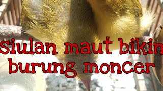 Download lagu PLECI NEMBAK GACOR PLUS SIULAN COCOK BUAT PANCINGAN PLECI BAHAN mp3 Download lagu PLECI NEMBAK GACOR PLUS SIULAN COCOK BUAT PANCINGAN PLECI BAHAN mp3