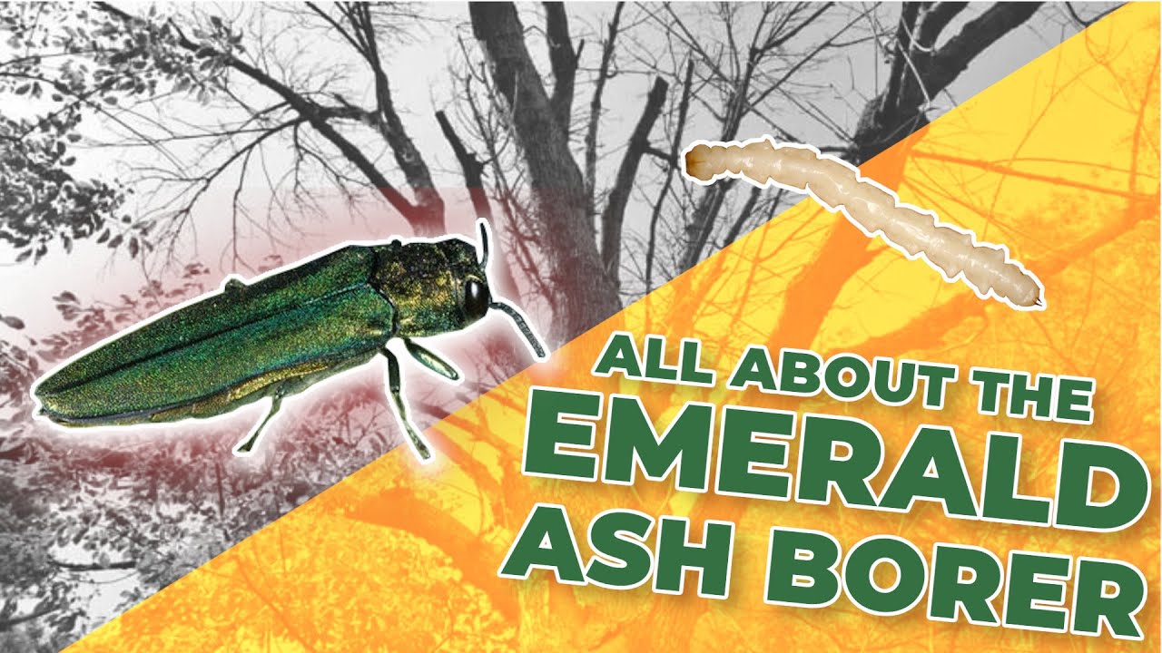 What do Emerald ash borers look like? More REF