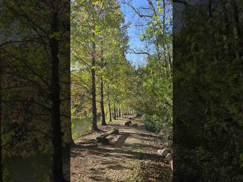 Natureza Pura: Parque Witeck Para Recarregar As Energias! 🔋