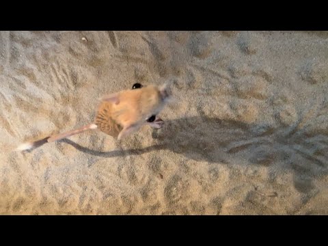 Adorable Jerboa Jumps for Attention || ViralHog