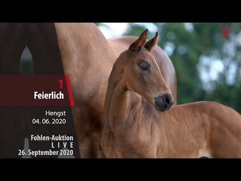 Fohlen-Auktion LIVE 26. September 2020 Lot 1 Feierlich Hengst v. Feinrich - Bennetton Dream
