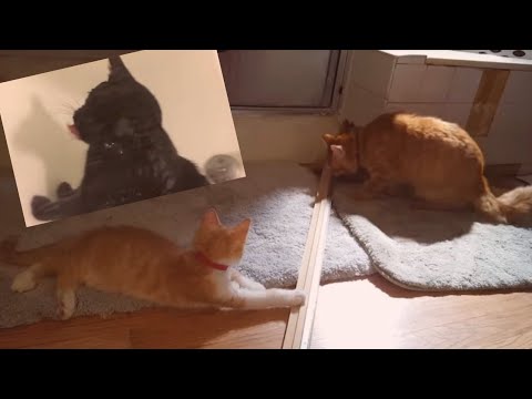 Omg So Cute Cats - Cute and Funny Cat Videos Compilation #16 | Animals | Baby cat | R Shahariya