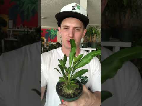 Ant Plant Care Guide