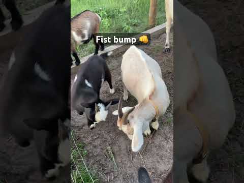 , title : 'Best Buds #farmfriends #goat #farm #farmanimals #animal #babygoat #cow #cute #farming #goatlovers'