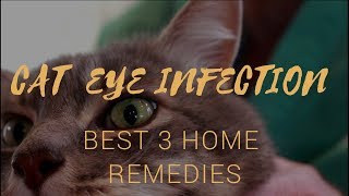 Cat With Infected Eye? Best 3 Holistic Remedies