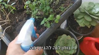 איך נפטרים מכל הזחלים והמזיקים בגינה הביתית ובצמחי התבלין עם חומרי הדברה ביתיים!!!