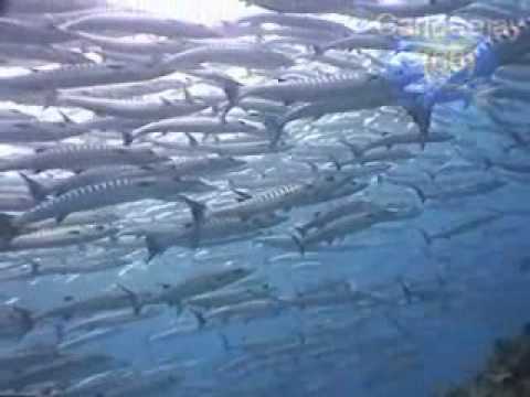 Bocaccio vs your webcam (Dr kucho J.Mula remix) by Carldeejay(66).wmv