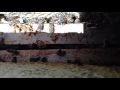 Sounds From Inside The Hive